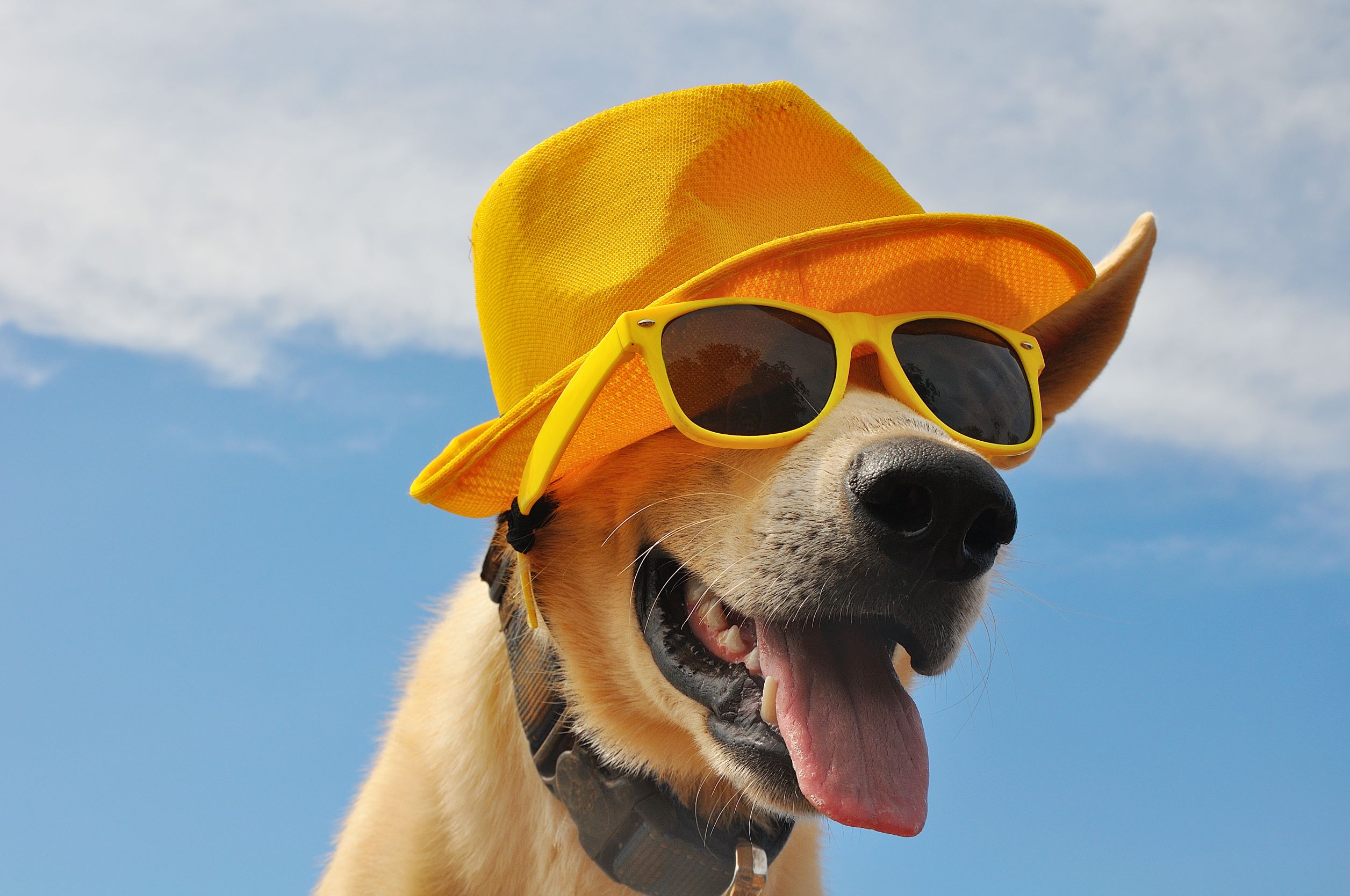 bild på glad hund